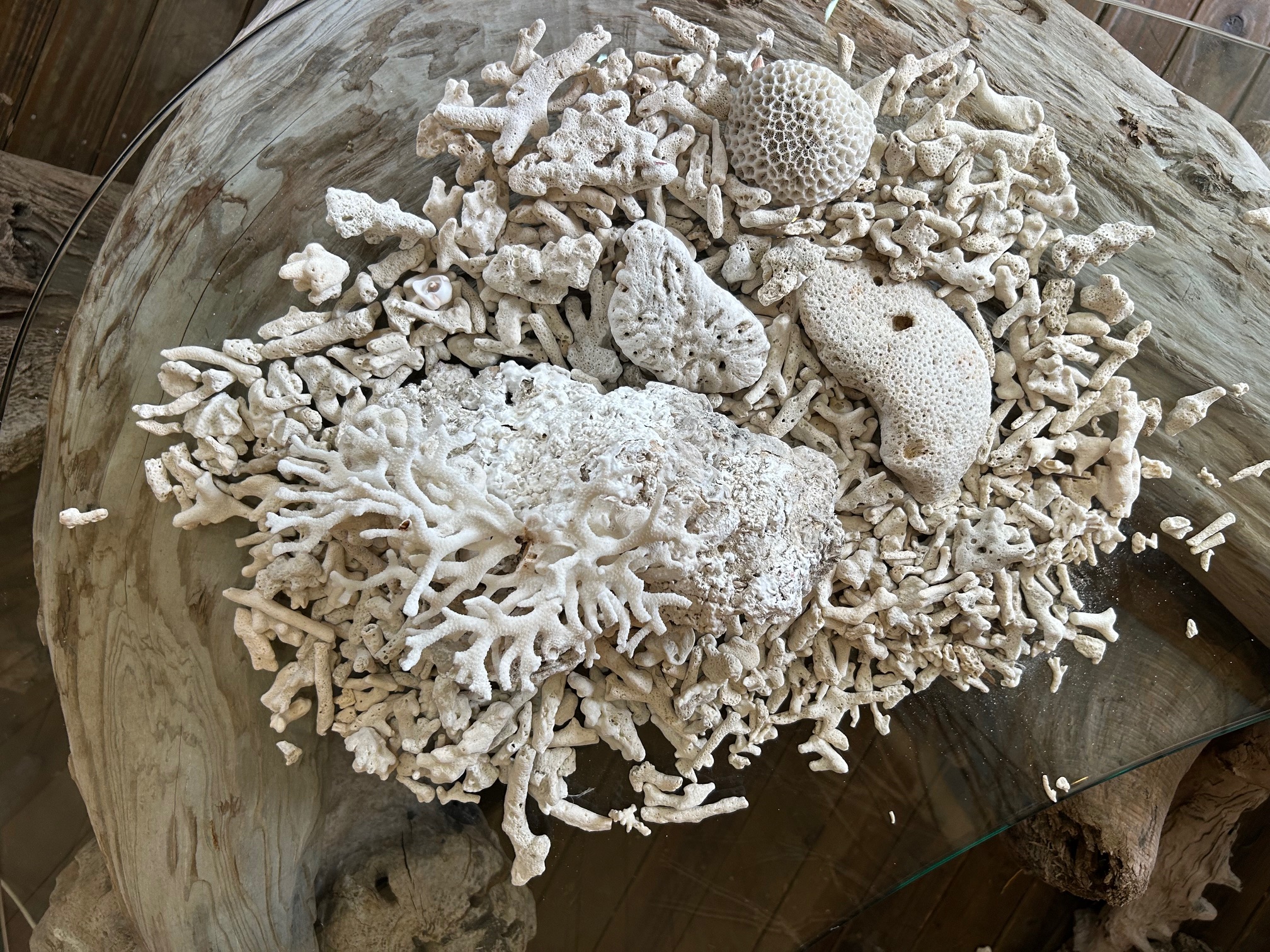 コーラルインテリアガーデン